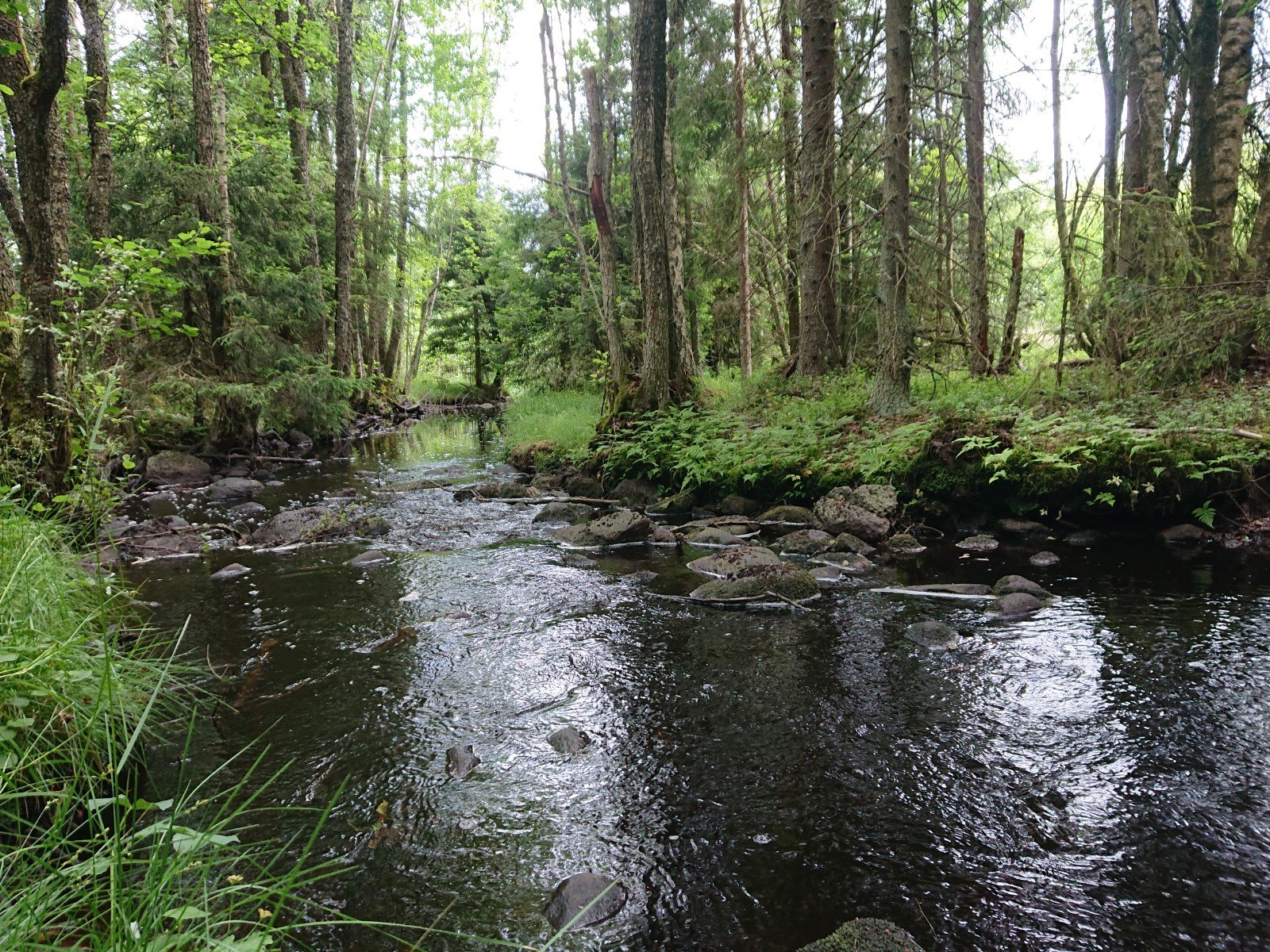 Dumme mosse (Dumme Mosse naturreservat)